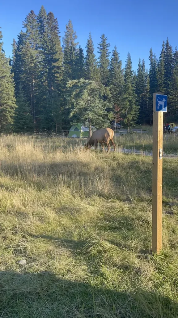 Biche broutant de l'herbe au camping