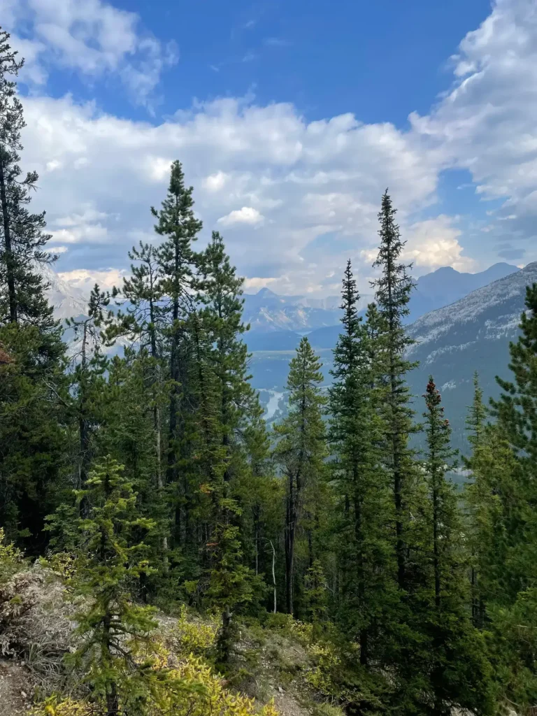 Vue depuis le sentier de la randonnée du Mont Sulphur où l'on voit les nombreux sapins sous un temps nuageux