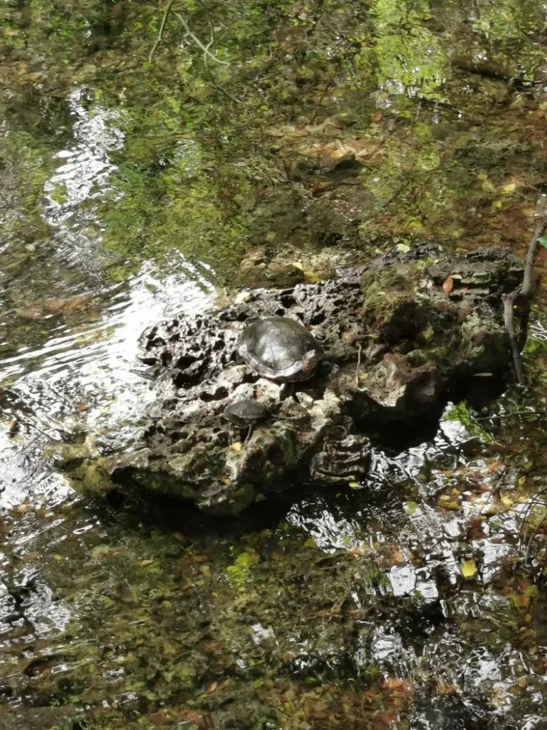 Tortues dans la réserve Indigenous Eyes