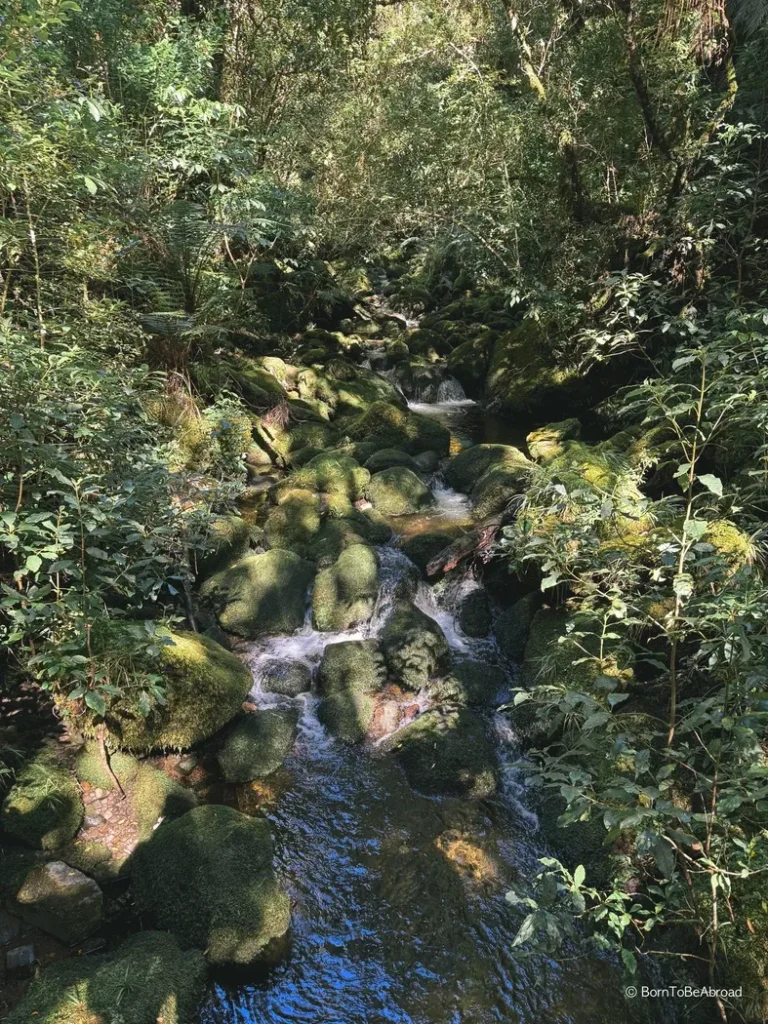 Petit cours d'eau serpentant dans la forêt