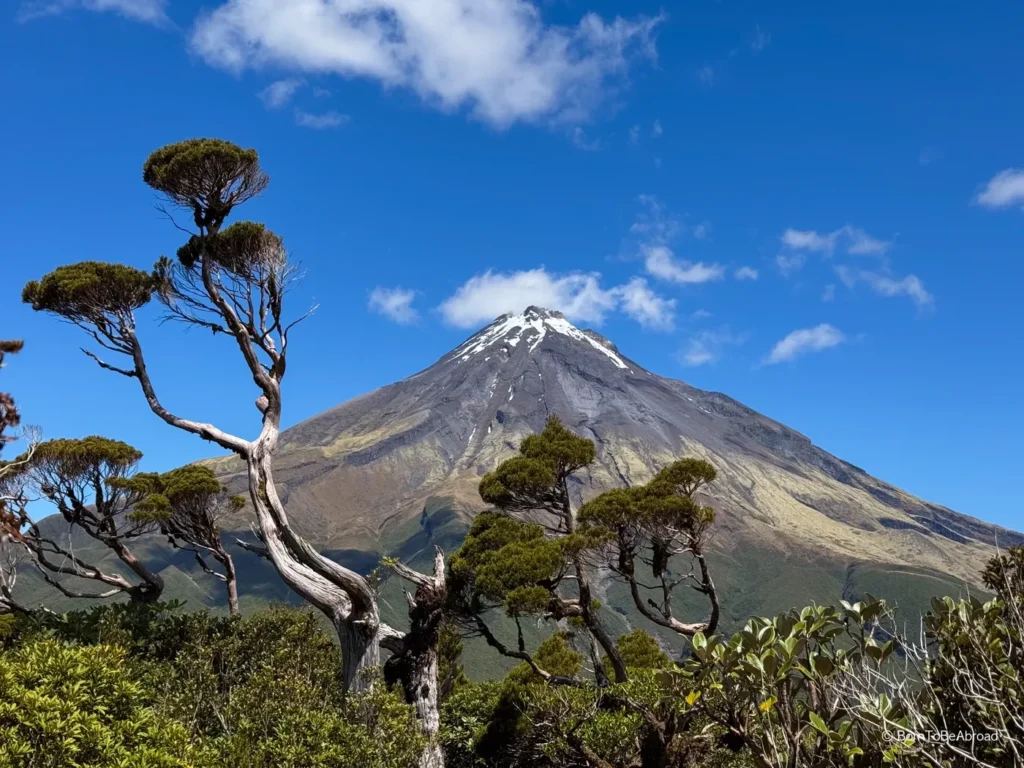 Un arbre devant le Mont Taranaki