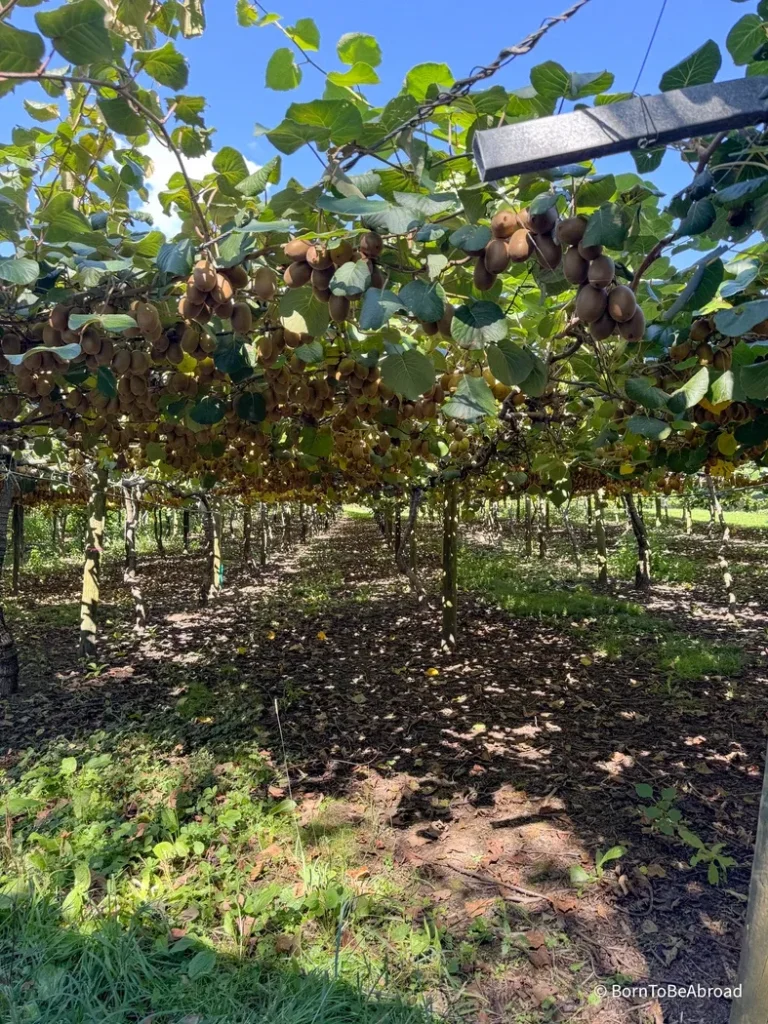 Un champs de kiwi sous le soleil de Nouvelle-Zélande