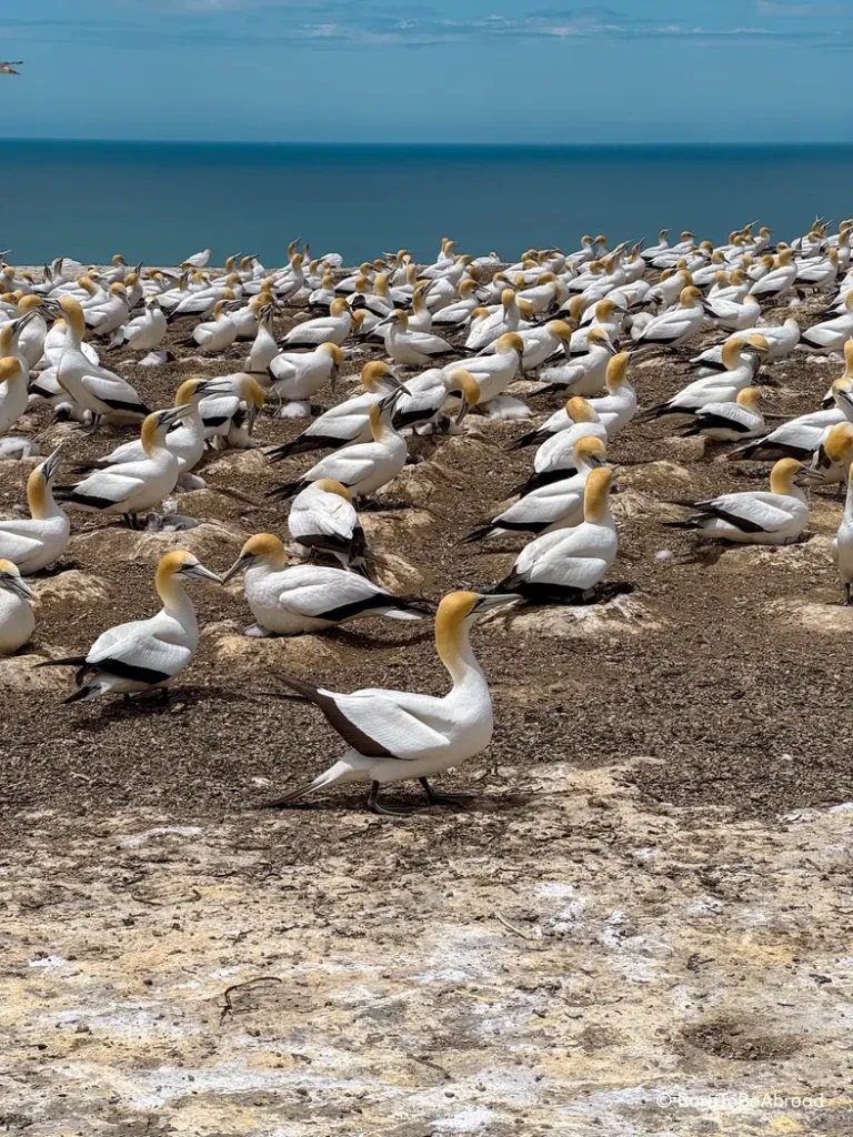 Une colonie de fous de Bassan, ces oiseaux à la couronne or pâle 