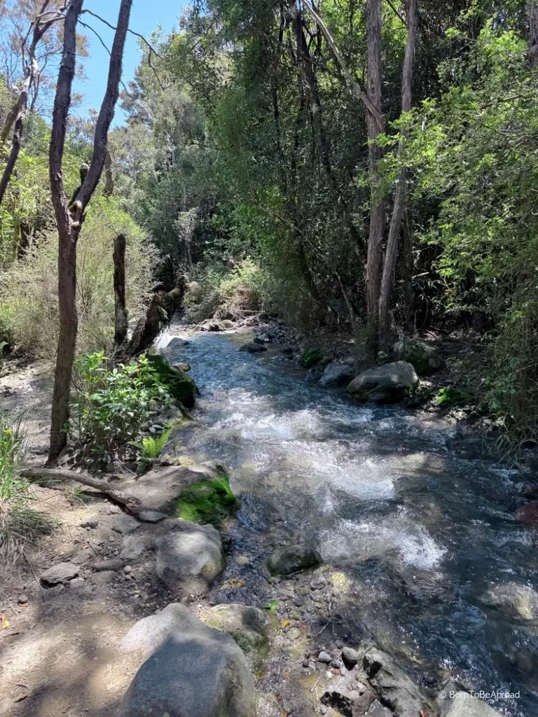 Cours d'eau au milieu de la forêt