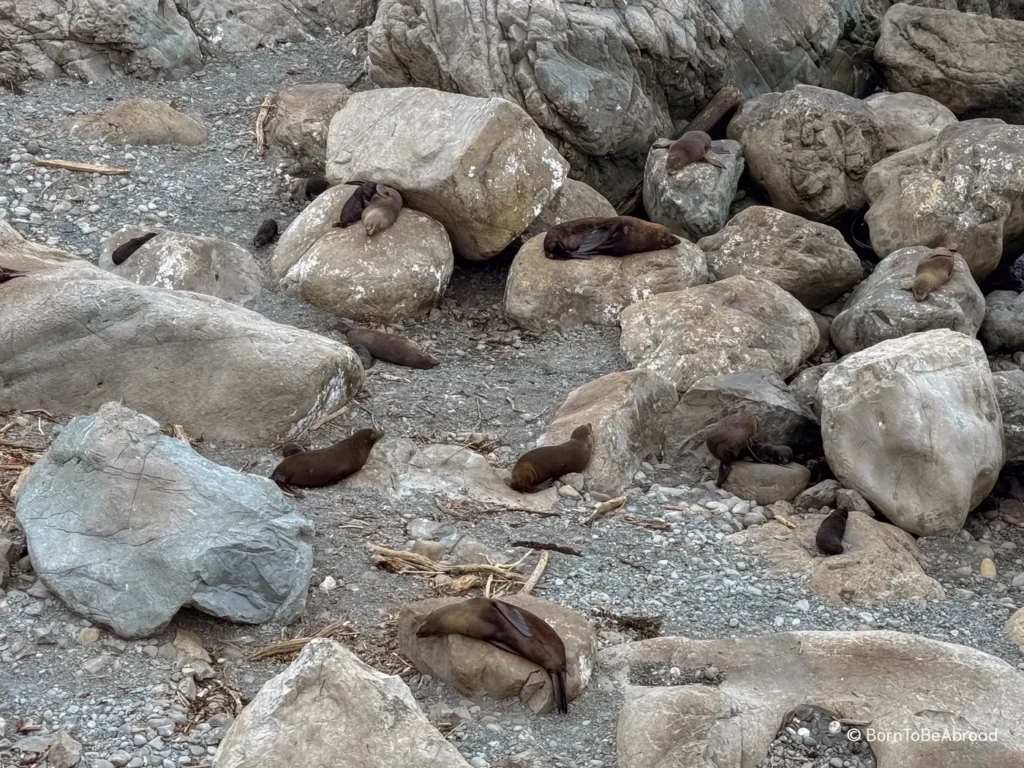 Plusieurs otaries en train de faire la sieste au milieu des rochers à Kaikoura