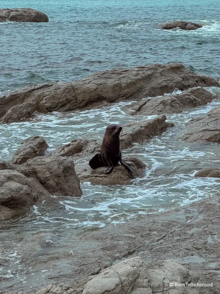 Une otarie posée sur un rocher dans l'océan