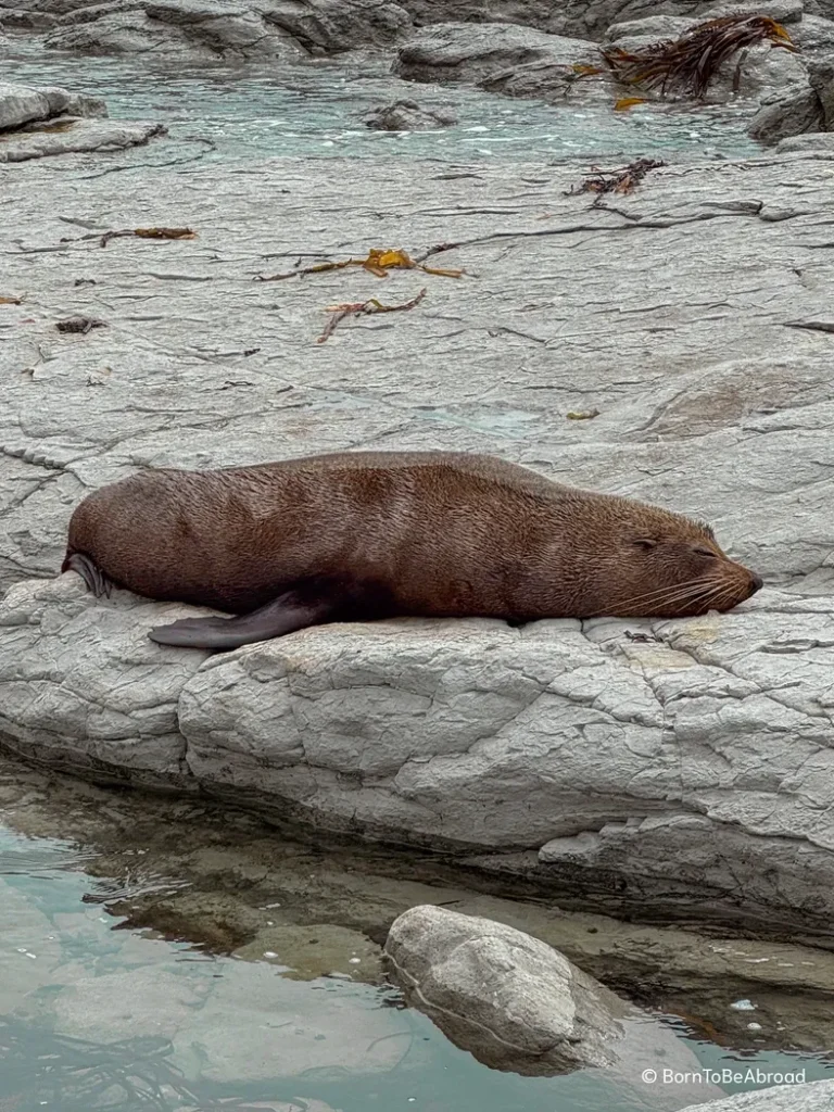 Une otarie dormant sur un rocher posé au bord de l'océan