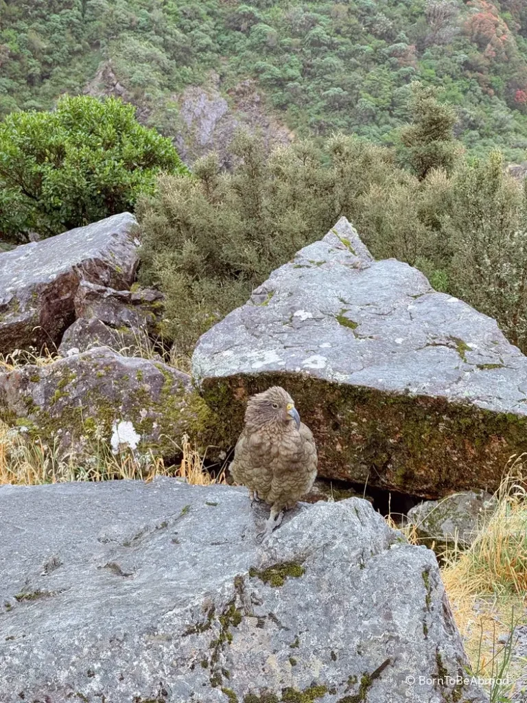 Un Kea, ce perroquet unique de Nouvelle-Zélande, posé sur un rocher