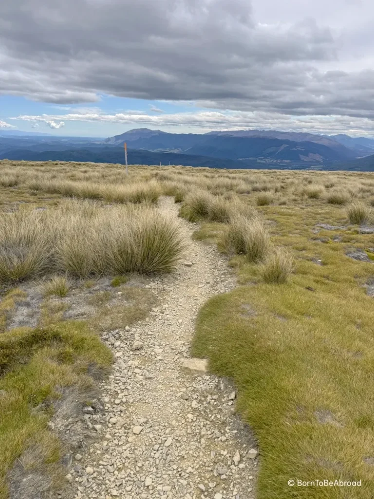 Sentier de graviers traversant des herbes hautes