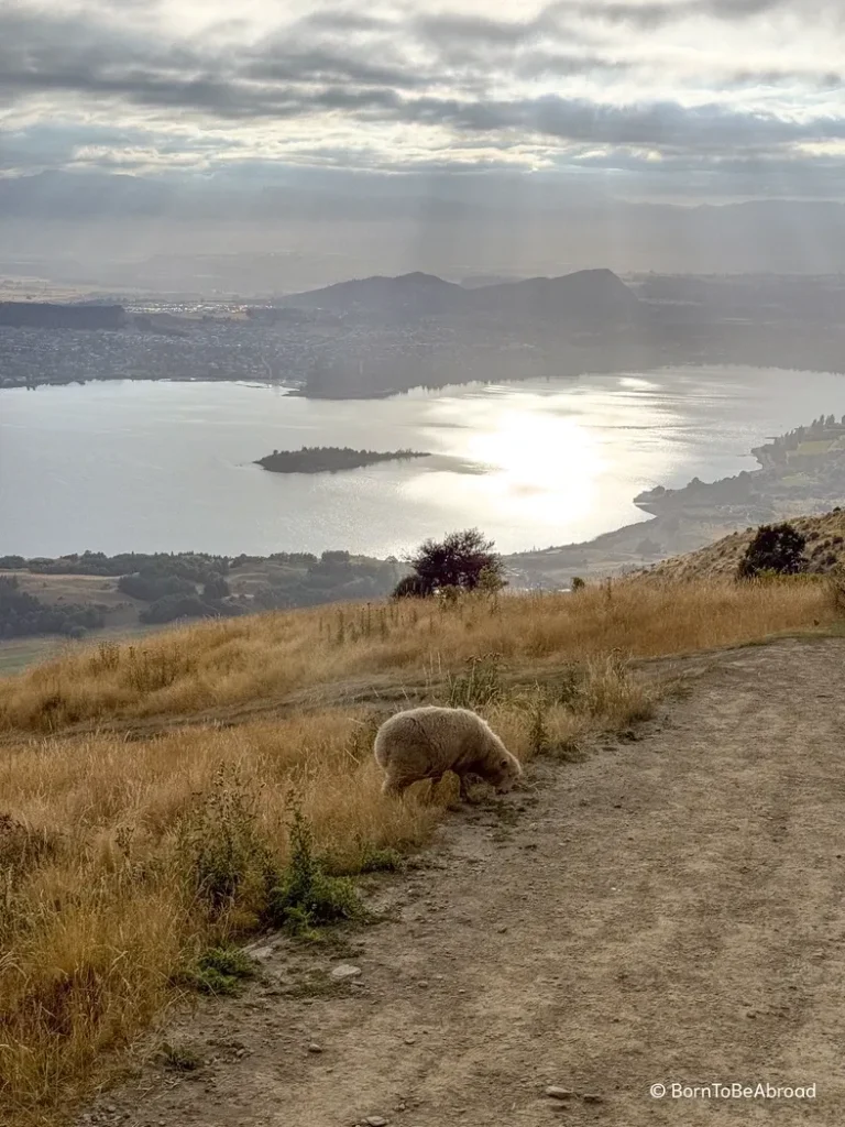 Vue dégagée sur le lac Wanaka depuis le Roy's Peak avec un petit mouton en premier plan