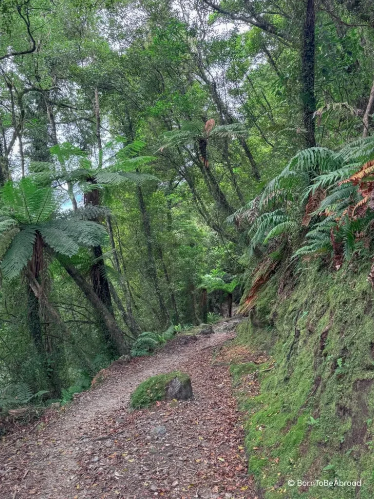 Le sentier de la Copland Track