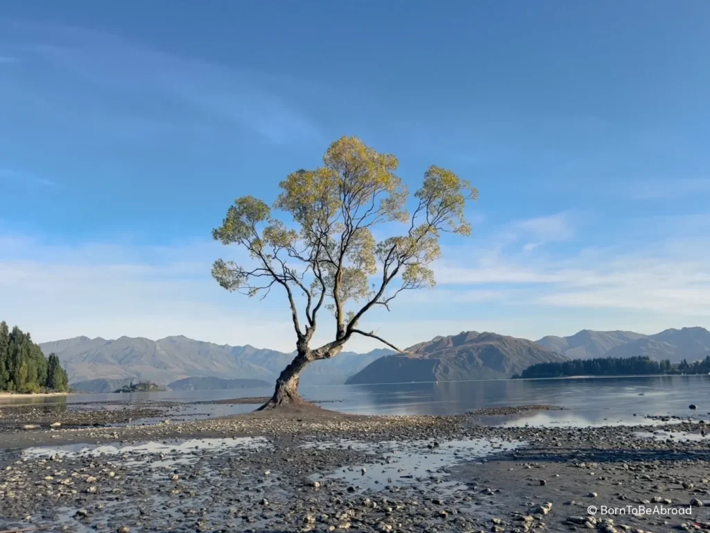 Le célèbre Wanaka Tree au bord du lac Wanaka avec les montagnes en arrière plan