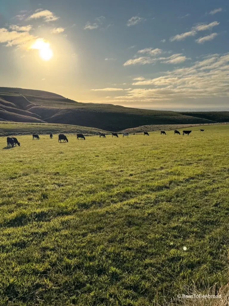 Vaches en plein milieu d'un pré sous le levé du soleil en Nouvelle-Zélande