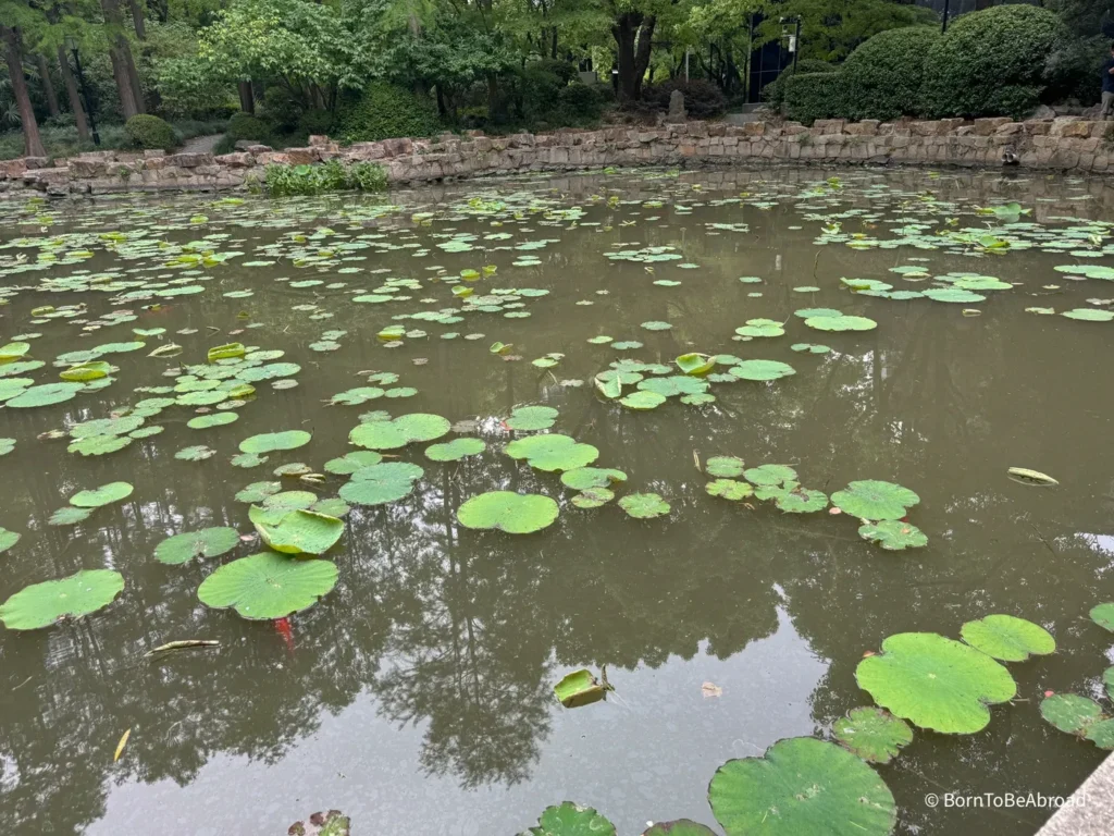 Etang avec pleins de nénuphars de People's Square, Shanghai