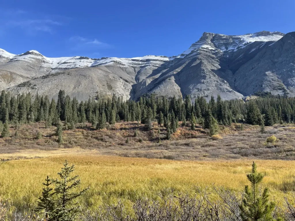 Végétation orangée avec des montagnes enneigées en arrière plan