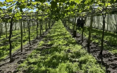 Travailler dans les kiwis en Nouvelle-Zélande (J’ai tenu 2 jours)