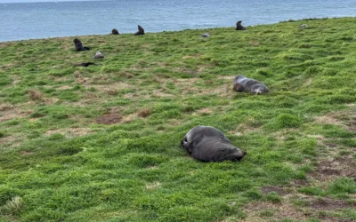 Où Voir des Baleines en Nouvelle-Zélande ? Je te dis TOUT ! 🐋